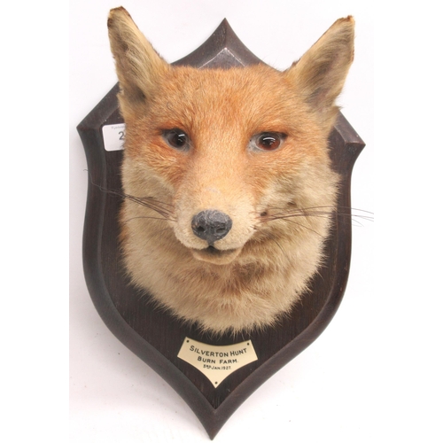 242 - Early 20th century Rowland Ward Taxidermy fox mask mounted on wooden shield, plaque beneath the mask... 