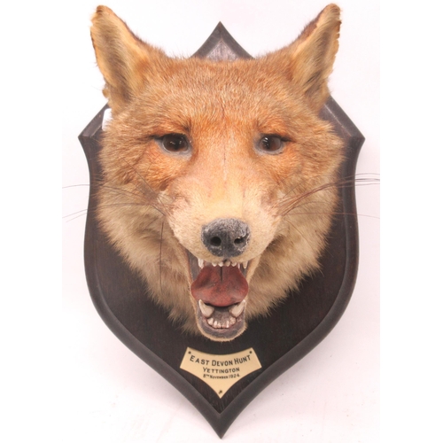 243 - Early 20th century Rowland Ward Taxidermy fox mask mounted on wooden shield, plaque beneath the mask... 