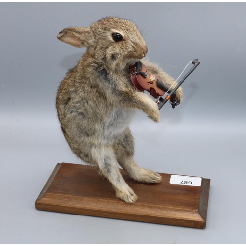 687 - Taxidermy bunny rabbit playing miniature violin, H26cm