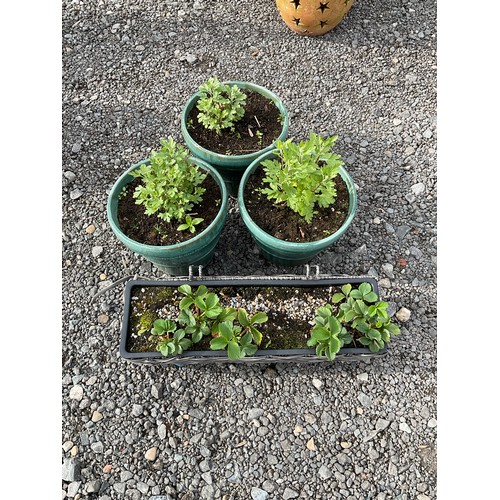 922 - Collection of three Lovage plants and a strawberry plant