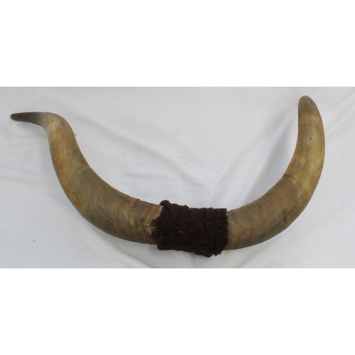 420 - Large pair of cow horns and an African tribal shield