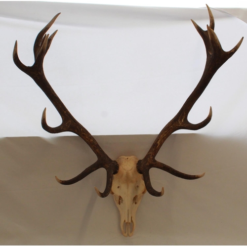 421 - Red Deer Antlers. Sixteen point set (Thick) with skull. 82cm wide. Deer skin rug