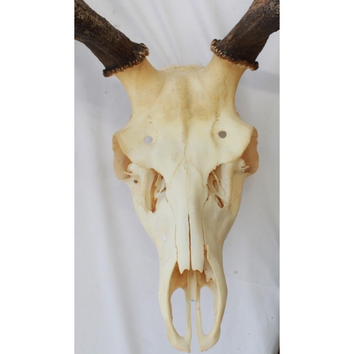 421 - Red Deer Antlers. Sixteen point set (Thick) with skull. 82cm wide. Deer skin rug