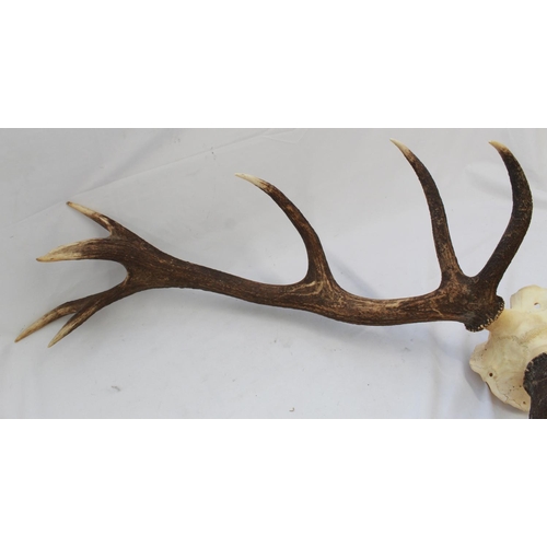 421 - Red Deer Antlers. Sixteen point set (Thick) with skull. 82cm wide. Deer skin rug