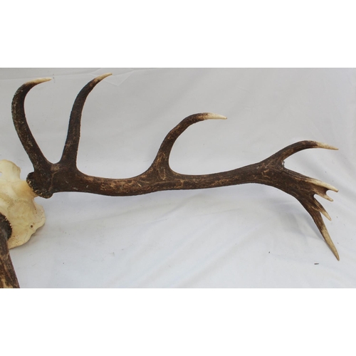 421 - Red Deer Antlers. Sixteen point set (Thick) with skull. 82cm wide. Deer skin rug