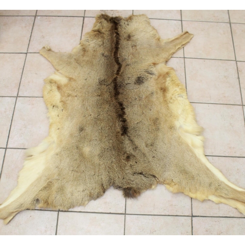 421 - Red Deer Antlers. Sixteen point set (Thick) with skull. 82cm wide. Deer skin rug