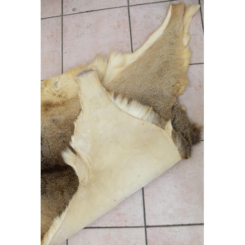 421 - Red Deer Antlers. Sixteen point set (Thick) with skull. 82cm wide. Deer skin rug