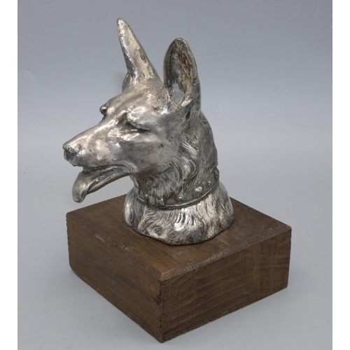 1142 - Chromed metal car bonnet mascot, Alsatian head and neck, stamped Dormal, on oak plinth, H16cm