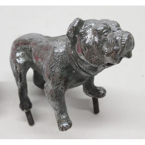 1138 - Chromed metal car bonnet mascot, modelled as a standing Bulldog, H7cm