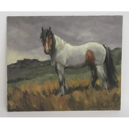 1341 - Diana Rosemary Lodge (British b.1944); 'Mancha' study of a pony, unframed oil on board, signed, a si... 