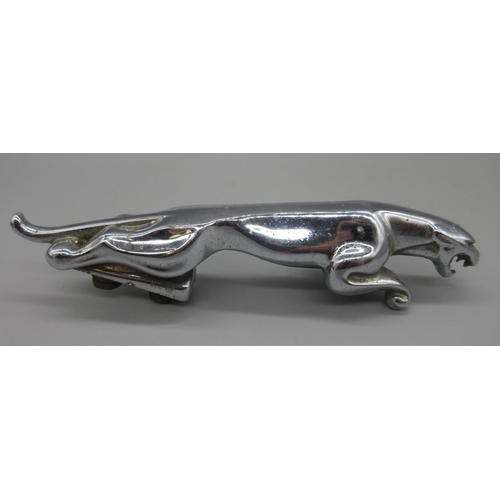 637 - Chrome plated Jaguar car bonnet mascot, L19.5cm