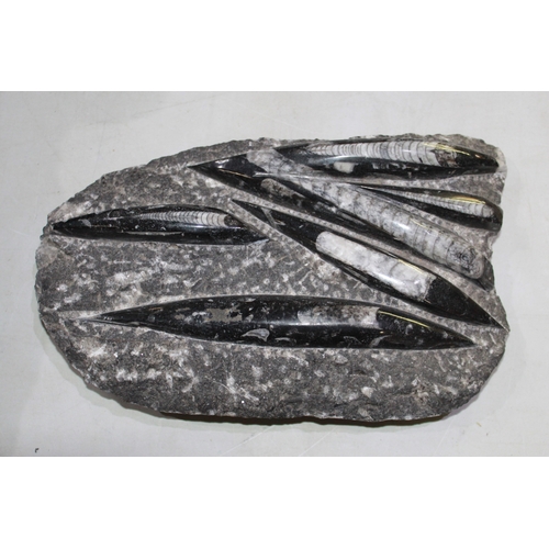 626 - Large Orthoceras fossil 26cm x 16cm