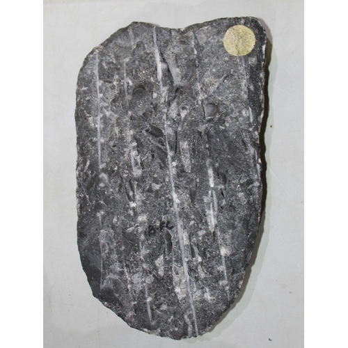 626 - Large Orthoceras fossil 26cm x 16cm