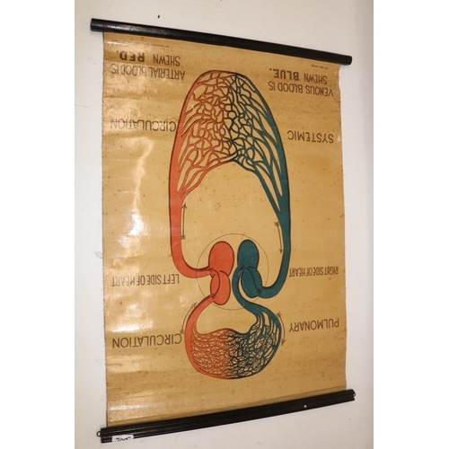 764 - Three wall hanging medical posters printed by 'The Educational Supply Association, London', max. 113... 