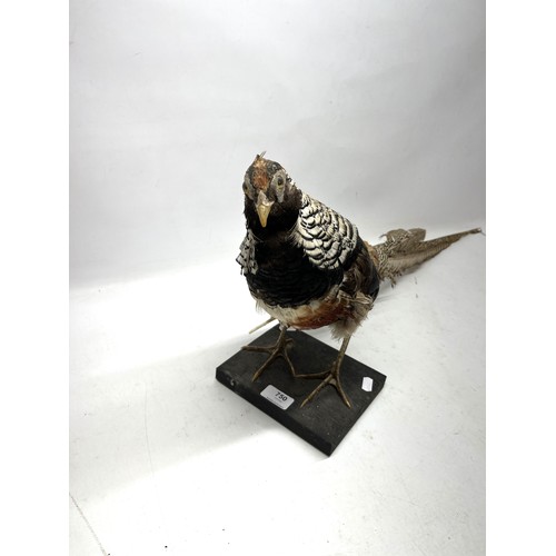 750 - Taxidermy - Mandarin Pheasant, standing, H33cm