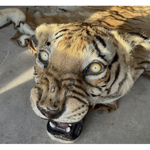 1410 - Taxidermy: A Bengal Tiger Skin (Panthera tigris tigris), circa 1900-1920, India, a large adult skin ... 