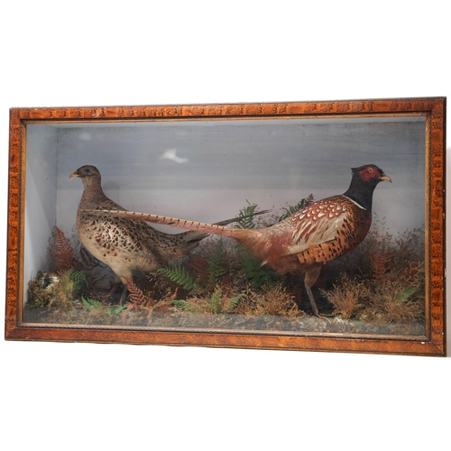 1411 - Taxidermy - a Victorian presentation of a pair of Pheasants, on naturalistic moorland base, in glaze... 