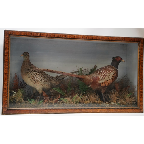 1411 - Taxidermy - a Victorian presentation of a pair of Pheasants, on naturalistic moorland base, in glaze... 