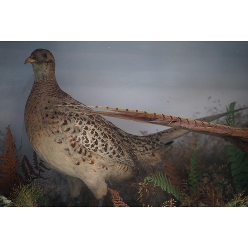 1411 - Taxidermy - a Victorian presentation of a pair of Pheasants, on naturalistic moorland base, in glaze... 