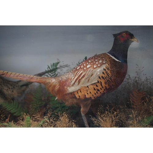 1411 - Taxidermy - a Victorian presentation of a pair of Pheasants, on naturalistic moorland base, in glaze... 