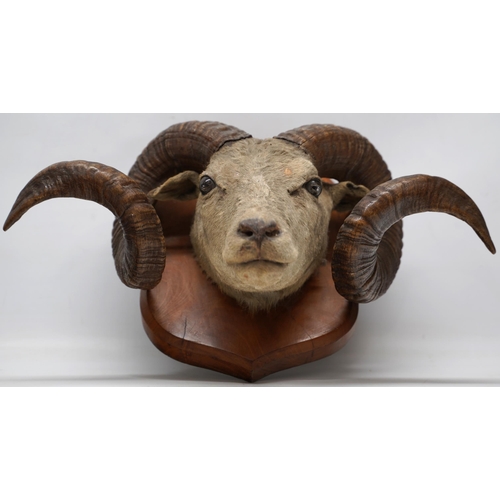 1412 - Taxidermy - a Ronaldsay Orkney Sheep taxidermy head, on shield shaped mahogany plaque, W55cm H30cm m... 