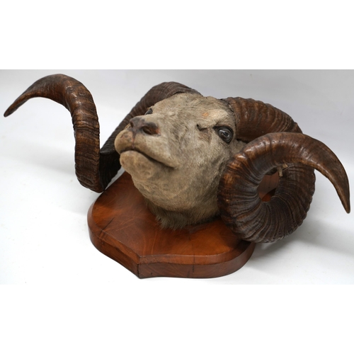 1412 - Taxidermy - a Ronaldsay Orkney Sheep taxidermy head, on shield shaped mahogany plaque, W55cm H30cm m... 