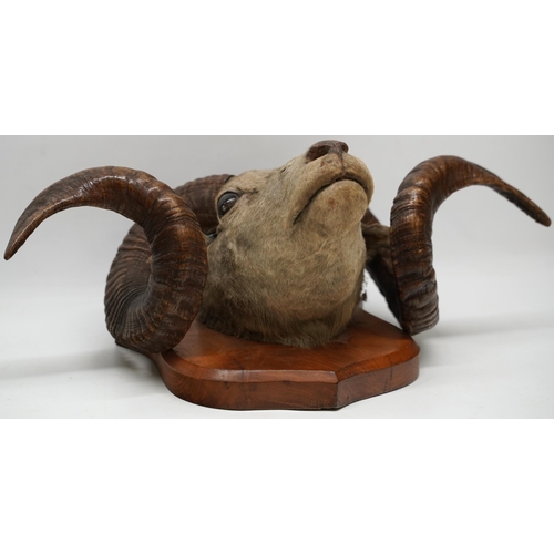 1412 - Taxidermy - a Ronaldsay Orkney Sheep taxidermy head, on shield shaped mahogany plaque, W55cm H30cm m... 