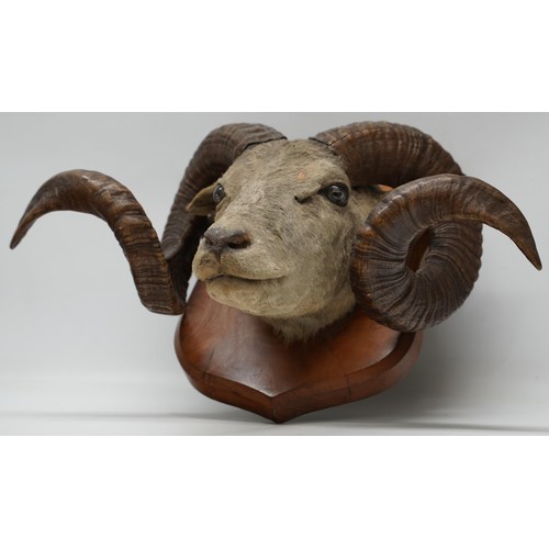 1412 - Taxidermy - a Ronaldsay Orkney Sheep taxidermy head, on shield shaped mahogany plaque, W55cm H30cm m... 