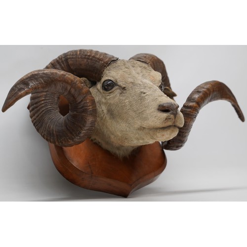 1412 - Taxidermy - a Ronaldsay Orkney Sheep taxidermy head, on shield shaped mahogany plaque, W55cm H30cm m... 