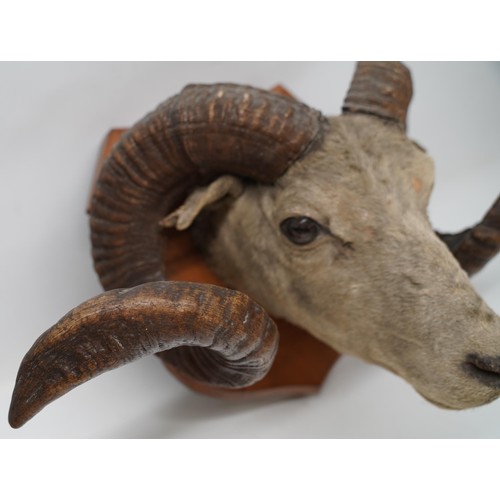 1412 - Taxidermy - a Ronaldsay Orkney Sheep taxidermy head, on shield shaped mahogany plaque, W55cm H30cm m... 