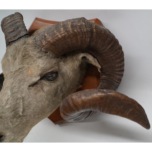 1412 - Taxidermy - a Ronaldsay Orkney Sheep taxidermy head, on shield shaped mahogany plaque, W55cm H30cm m... 