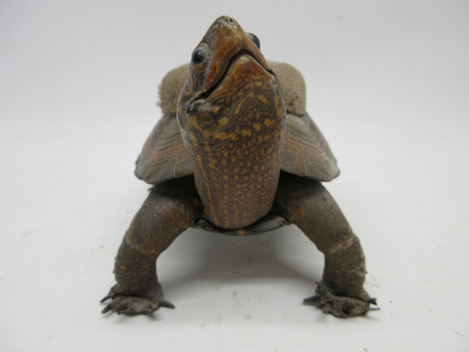 Victorian (Malaclemys Terrapin) terrapin/freshwater turtle, standing ...
