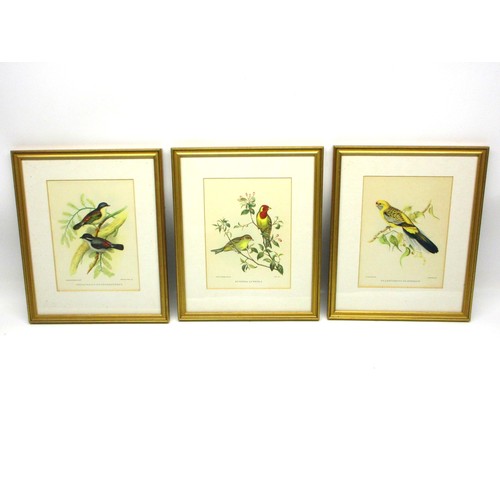 791 - Victorian ornithological lithographs sketched by John Gould (British, 1804-'81), from his Birds of A... 