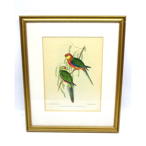 791 - Victorian ornithological lithographs sketched by John Gould (British, 1804-'81), from his Birds of A... 