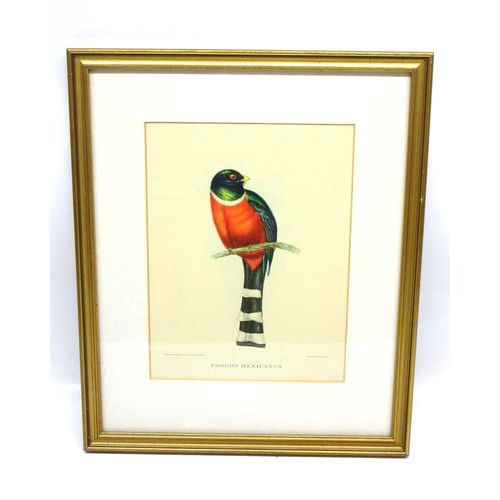 791 - Victorian ornithological lithographs sketched by John Gould (British, 1804-'81), from his Birds of A... 