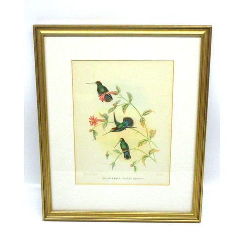 791 - Victorian ornithological lithographs sketched by John Gould (British, 1804-'81), from his Birds of A... 