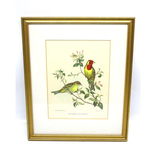 791 - Victorian ornithological lithographs sketched by John Gould (British, 1804-'81), from his Birds of A... 