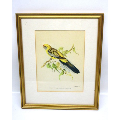 791 - Victorian ornithological lithographs sketched by John Gould (British, 1804-'81), from his Birds of A... 