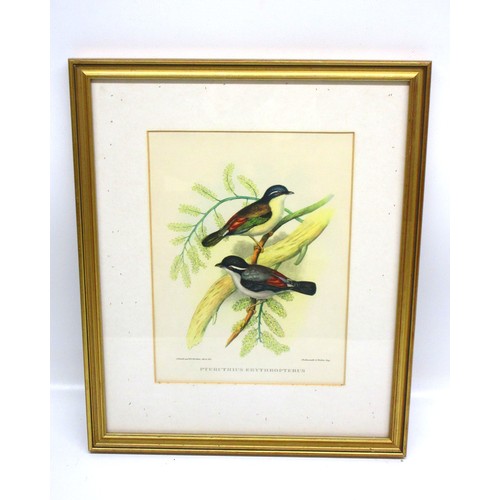 791 - Victorian ornithological lithographs sketched by John Gould (British, 1804-'81), from his Birds of A... 