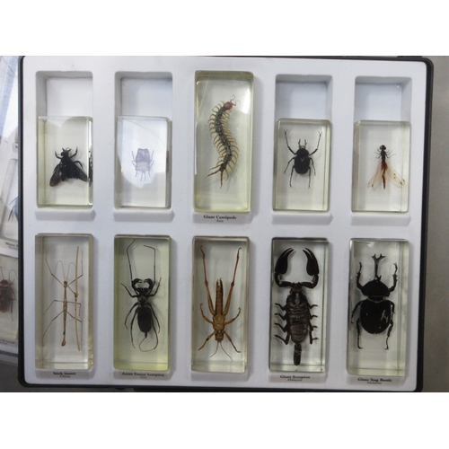 1462 - Collection of forty encapsulated insects, beetles, & spiders etc, mostly named, in three cases

Brad... 