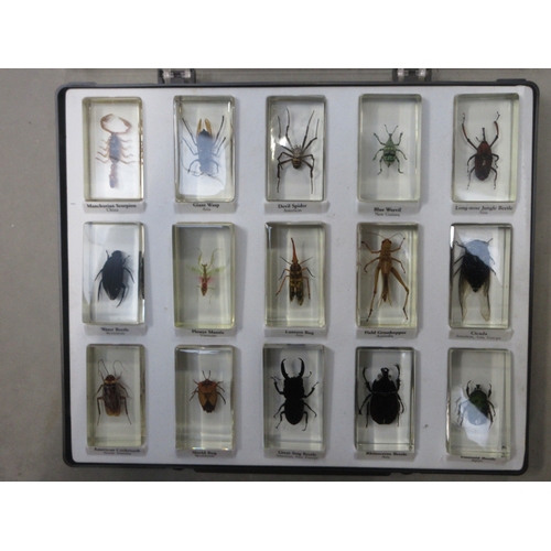 1462 - Collection of forty encapsulated insects, beetles, & spiders etc, mostly named, in three cases

Brad... 