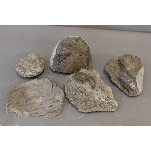 Mixed lot of assorted beachcombed fossil specimens, comprising examples ...