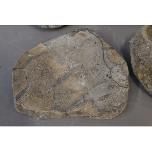 Mixed lot of assorted beachcombed fossil specimens, comprising examples ...