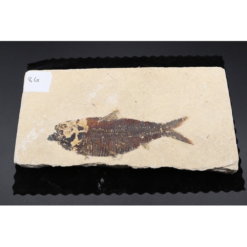 Diplomystus fossil fish specimen, preserved within tan to buff ...