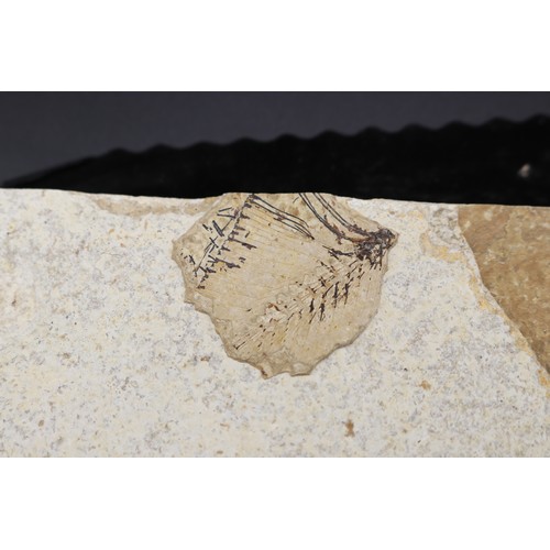 Diplomystus fossil fish specimen, preserved within tan to buff ...
