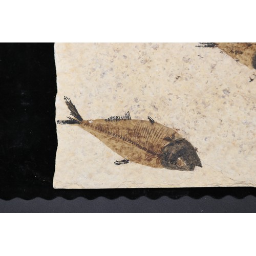 Diplomystus fossil fish assemblage, comprising two fossilised fish ...