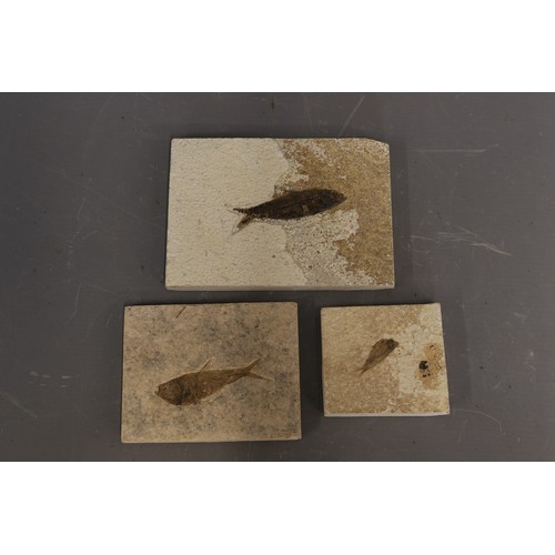 Lot of three Diplomystus fossil fish specimens, each preserved within ...