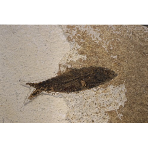 Lot of three Diplomystus fossil fish specimens, each preserved within ...