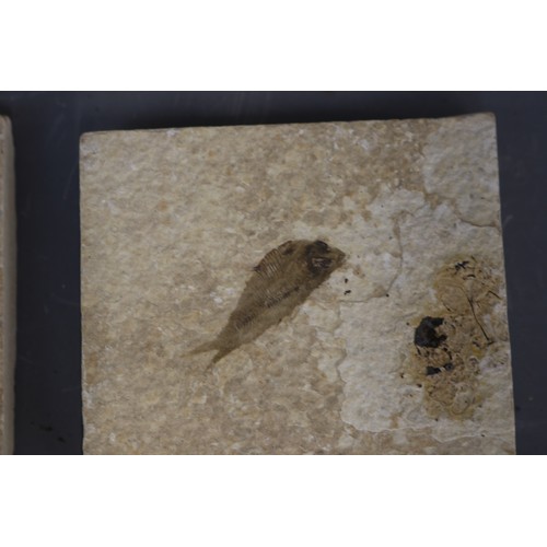 Lot of three Diplomystus fossil fish specimens, each preserved within ...