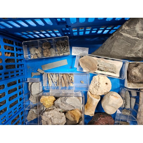 475 - Lot of mixed fossils and bones.